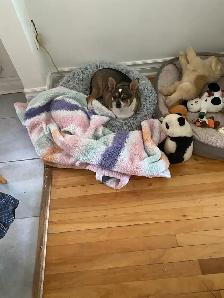 Chien 4 ans stériliser avec tout ses jouet et manger - Photo 2
