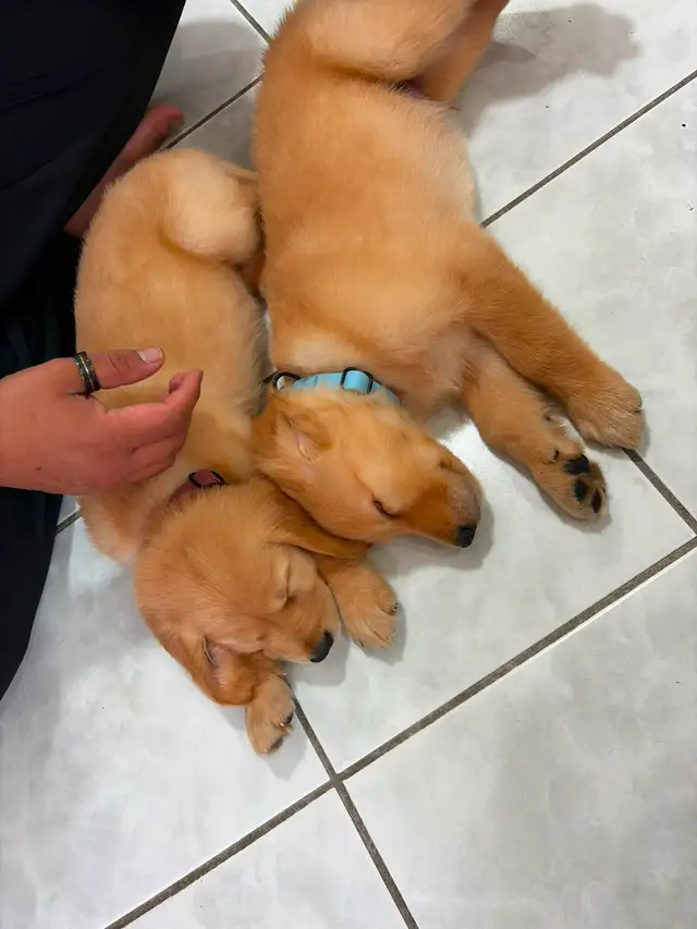 Golden Retrievers Ready for Home! - $ 1200