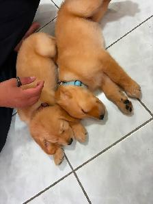 Golden Retrievers Ready for Home! - $ 1200 - Photo 2