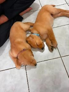 Golden Retrievers Ready for Home! - $ 1200 - Photo 3
