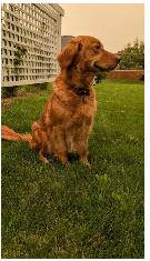 Golden Retrievers Ready for Home! - $ 1200 - Photo 5
