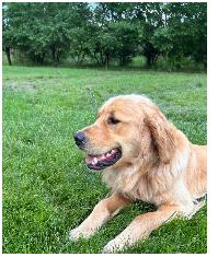 Golden Retrievers Ready for Home! - $ 1200 - Photo 6