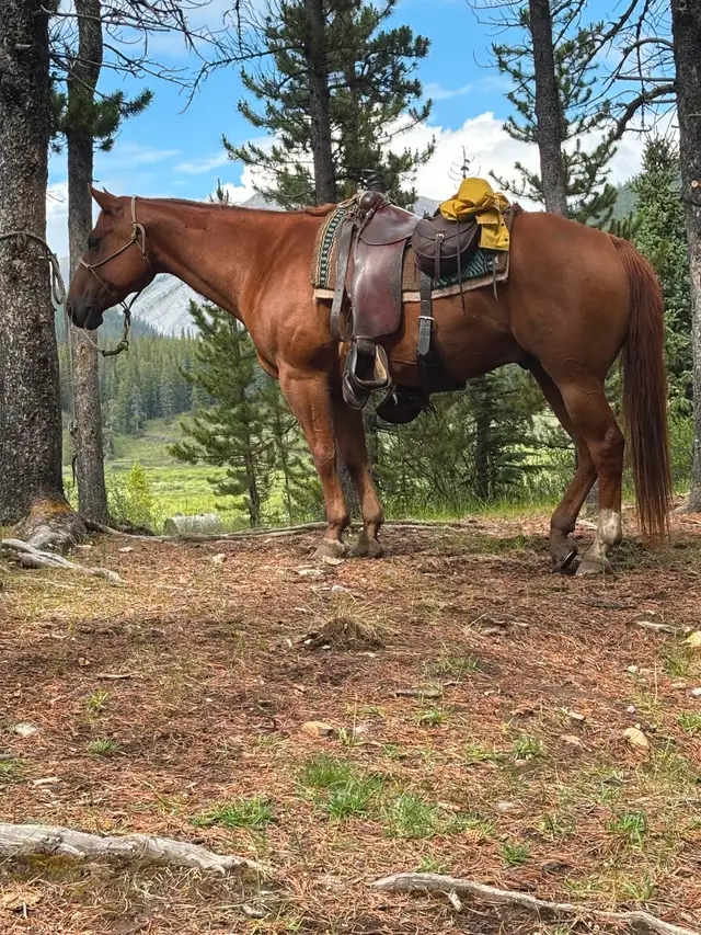 12 yr old gelding