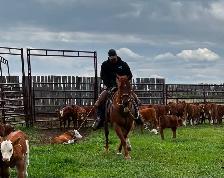 12 yr old gelding - Photo 2