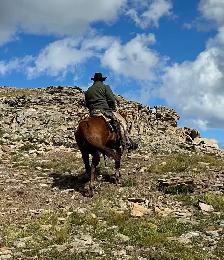 12 yr old gelding - Photo 3