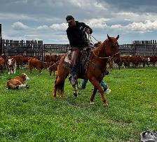 12 yr old gelding - Photo 4