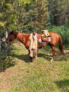 12 yr old gelding - Photo 5