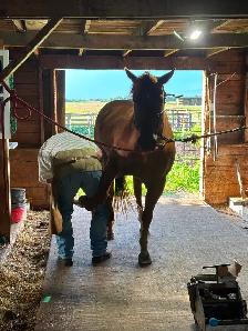 12 yr old gelding - Photo 6