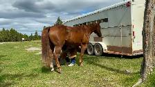 12 yr old gelding - Photo 7