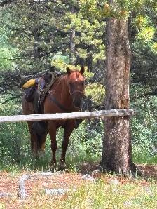 12 yr old gelding - Photo 8