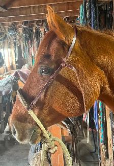 12 yr old gelding - Photo 9
