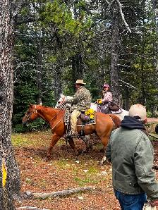 12 yr old gelding - Photo 10