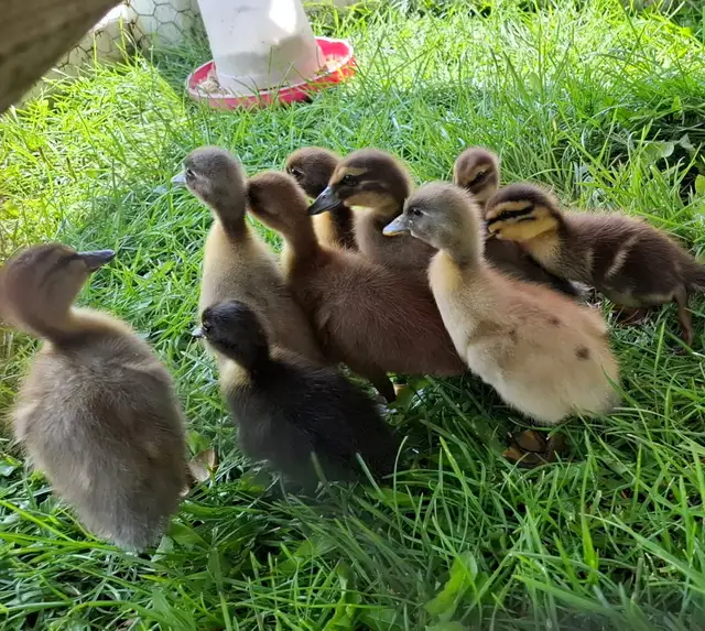 Cayuga/Indian Runner Ducklings