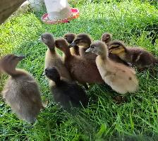 Cayuga/Indian Runner Ducklings