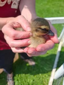 Cayuga/Indian Runner Ducklings - Photo 3