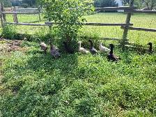 Cayuga/Indian Runner Ducklings - Photo 4