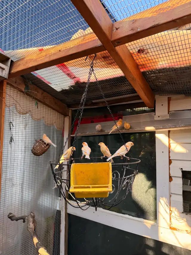 Canaries (both male and female)