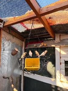 Canaries (both male and female)