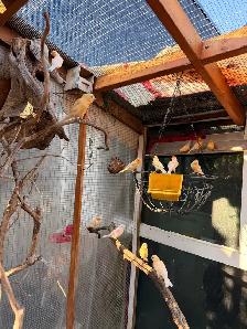 Canaries (both male and female) - Photo 3