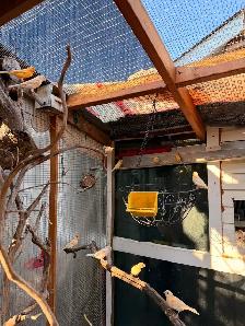 Canaries (both male and female) - Photo 7
