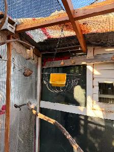 Canaries (both male and female) - Photo 10