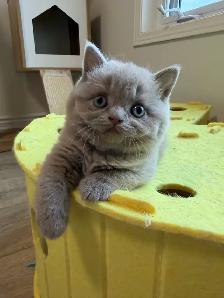 Purebreed British shorthair male kitten for sale