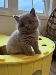 Purebreed British shorthair male kitten for sale - Photo 2