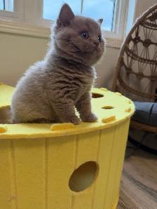 Purebreed British shorthair male kitten for sale - Photo 3