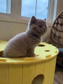 Purebreed British shorthair male kitten for sale - Photo 4