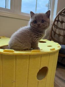 Purebreed British shorthair male kitten for sale - Photo 5