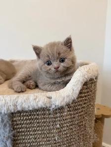 Purebreed British shorthair male kitten for sale - Photo 6