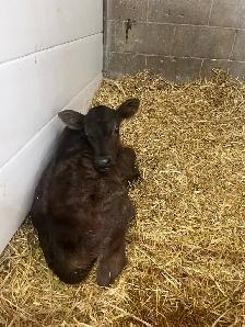 black angus x jersey