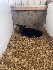 black angus x jersey - Photo 2
