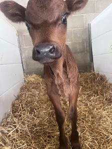 black angus x jersey - Photo 3