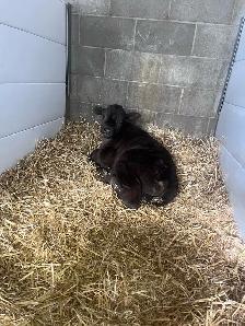 black angus x jersey - Photo 4