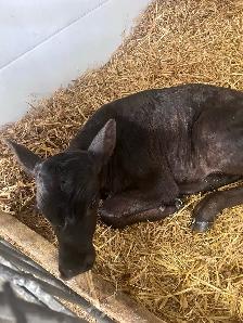 black angus x jersey - Photo 5