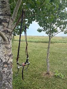 curb bit and bridle - Photo 5