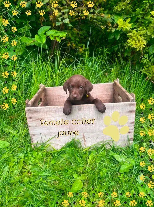 labrador vacciné et vermifugé