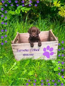 labrador vacciné et vermifugé - Photo 2