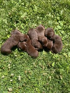 labrador vacciné et vermifugé - Photo 4