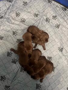 labrador vacciné et vermifugé - Photo 5