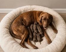 labrador vacciné et vermifugé - Photo 7