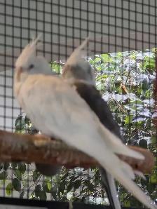 Solde speciaux d oiseaux exotiques du 8 au 31 aout
