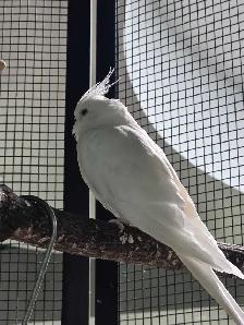 Solde speciaux d oiseaux exotiques du 8 au 31 aout - Photo 2