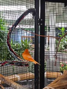 Solde speciaux d oiseaux exotiques du 8 au 31 aout - Photo 3