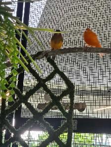 Solde speciaux d oiseaux exotiques du 8 au 31 aout - Photo 4