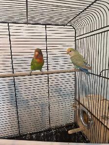 Solde speciaux d oiseaux exotiques du 8 au 31 aout - Photo 5