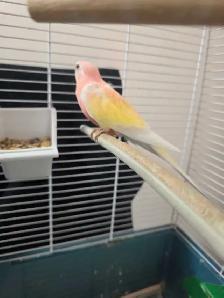 Solde speciaux d oiseaux exotiques du 8 au 31 aout - Photo 8