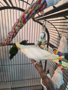 Solde speciaux d oiseaux exotiques du 8 au 31 aout - Photo 9