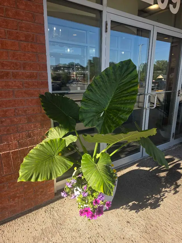 Plantes tropicales et aquatiques laval solde